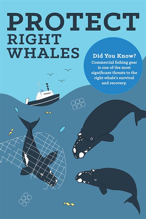 save the right whales